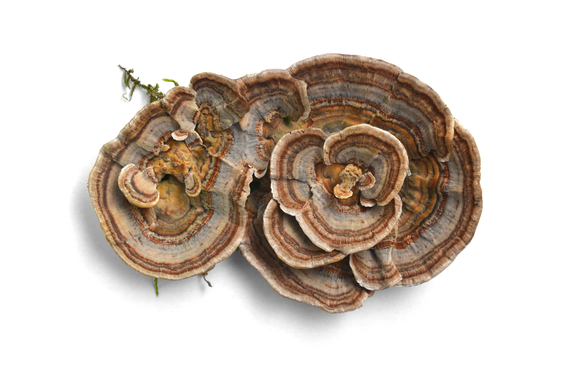 Turkey Tail
